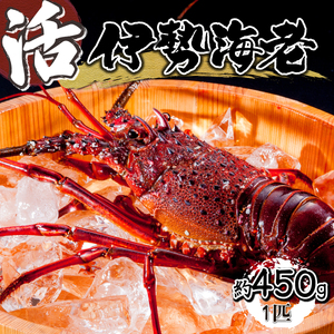 【先行予約】 ＜数量限定＞宮崎県串間産伊勢エビ（約450g）_K027-001