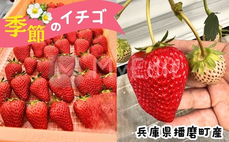 兵庫県播磨町産 季節のイチゴ(約260g)×4パック