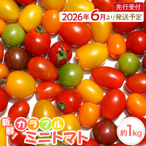 【2026年発送分先行予約】角田産 新鮮！カラフル ミニトマト １kg【2026年6月上旬より順次】