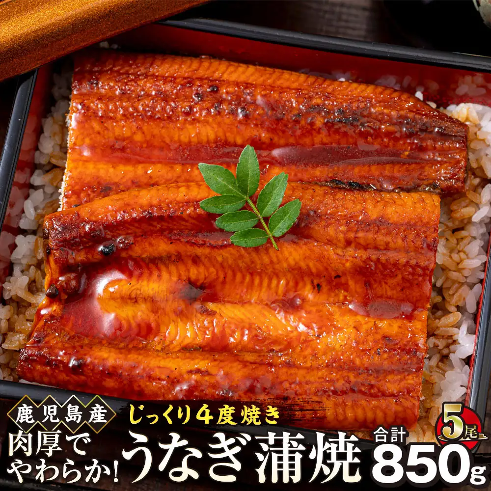 うなぎ 蒲焼 170g×5尾【鹿児島産】地下水で育てた絶品鰻｜うなぎ