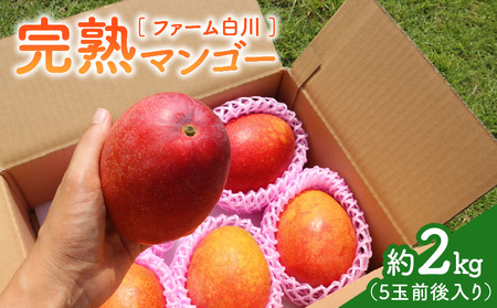 【 2026年 先行予約 】 ファーム白川 の 完熟 マンゴー 2kg C032-003 果物 フルーツ