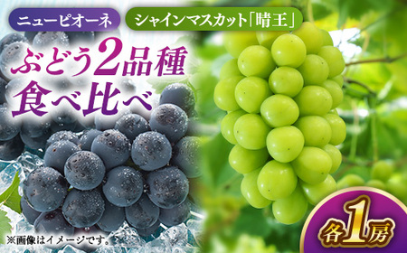 詰合せ ニューピオーネ1房(480g以上)・シャインマスカット「晴王」1房(480g以上) 化粧箱入り【2026年8月下旬～10月上旬発送予定】