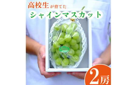高校生が作った シャインマスカット 2房 徳島県立吉野川高等学校