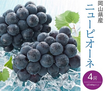 ニューピオーネ 4房(1房480g以上)【2026年8月下旬～10月上旬発送予定】