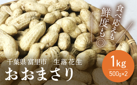 【先行予約】【2026年8月下旬より発送予定！】富里産 生落花生 【 ふるさと納税 人気 おすすめ ランキング 生落花生 生らっかせい 生ピーナッツ 生ピーナツ 採れたて 産地直送 千葉県 富里市 送料無料 】TME012