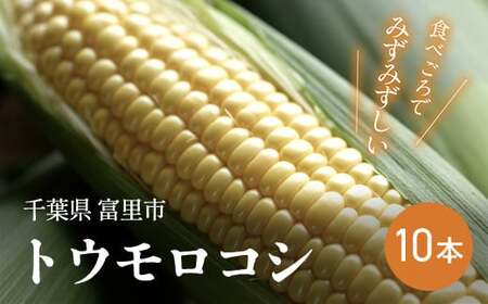 【2026年6月中旬より順次配送】富里産 トウモロコシ 10本【 ふるさと納税 人気 おすすめ ランキング ホワイトショコラ トウモロコシ 白いトウモロコシ 採れたて 産地直送 千葉県 富里市 送料無料 】TME011