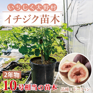 イチジク苗木 2年物 【なえぎ 観葉 植物 いちじく 自宅 ポット ドーフィン 茨城県 鹿嶋市】