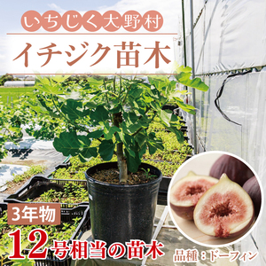 イチジク苗木 3年物【なえぎ 観葉 植物 いちじく 自宅 ポット ドーフィン 茨城県 鹿嶋市】