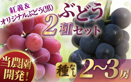 【2026年夏発送】ぶどう 湘南オリジナルぶどうセット 2～3房