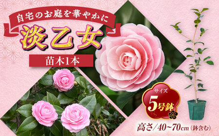 椿 「淡乙女-うすおとめ-」 5号鉢 苗木 / 植物 椿名花 花 苗 鉢植え / 稲沢市 / 椿園株式会社 [BMBI008]