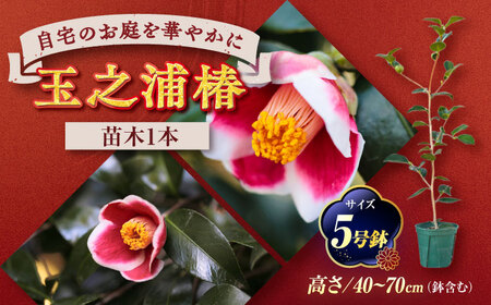 椿 「玉之浦-たまのうら-」 5号鉢 苗木 / 植物 椿名花 花 苗 鉢植え / 稲沢市 / 椿園株式会社 [BMBI007]