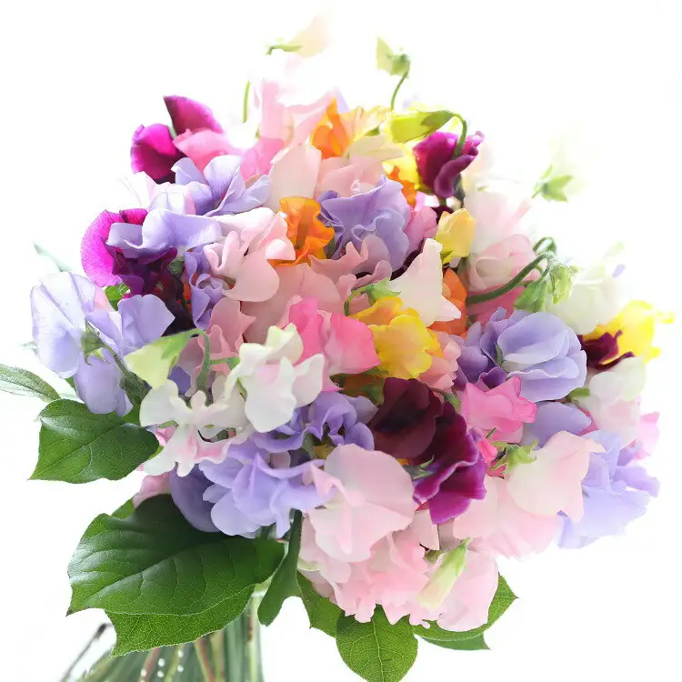 旬のお花で季節の花束【旬のお花で季節の花束 世界らん展 フラワードリームジャパンカップ 国内主要コンテスト受賞 贈り物 フラワーライフ 生活の彩 お部屋の彩 約 幅30cm、奥行き30cm、高さ35cm 神奈川県 小田原市 花 花 】