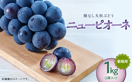 岡山県井原市美星町産 ニューピオーネ 1kg箱（2房入り） ご家庭用【2026年8月下旬～9月下旬発送予定】