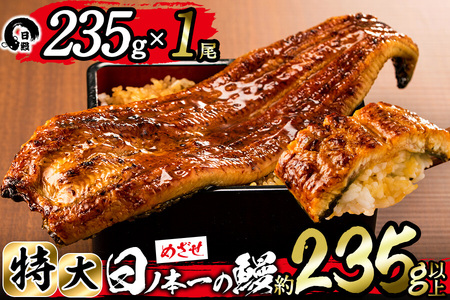 【志布志市制20周年記念】＜期間限定規格＞日ノ本一の鰻の蒲焼き＜特大＞1尾(約235g以上) うなぎ 鰻 ウナギ 国産 鹿児島県産 九州産 蒲焼き 冷凍 うな重 ひつまぶし a4-071-sbs