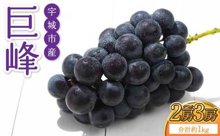 【先行予約】 熊本県 宇城市産 巨峰 2～3房 約1kg【2026年7月下旬～8月上旬頃発送予定】ぶどう ブドウ 葡萄 大粒