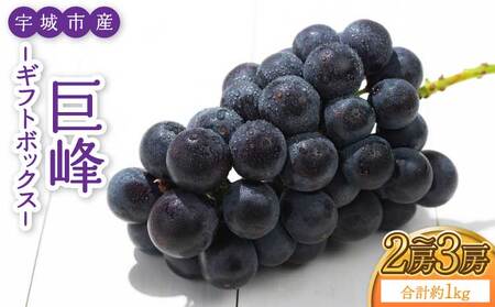 【先行予約】 熊本県 宇城市産 巨峰 2～3房 約1kg【ギフトボックス】【2026年7月下旬～8月上旬頃発送予定】ギフト ぶどう ブドウ 葡萄 大粒