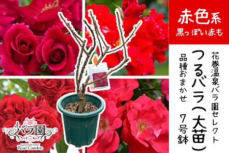花巻温泉バラ園で育った「つるバラ大苗」7号サイズ -赤-   【1917】