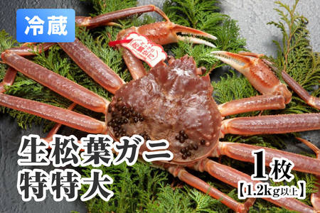 【11月中旬以降順次発送】【離島発送不可】活松葉ガニ 特特大 【1枚・1.2kg以上】 川口商店 松葉ガニ 松葉がに かに 蟹 カニ 鳥取県境港 鳥取県日野町