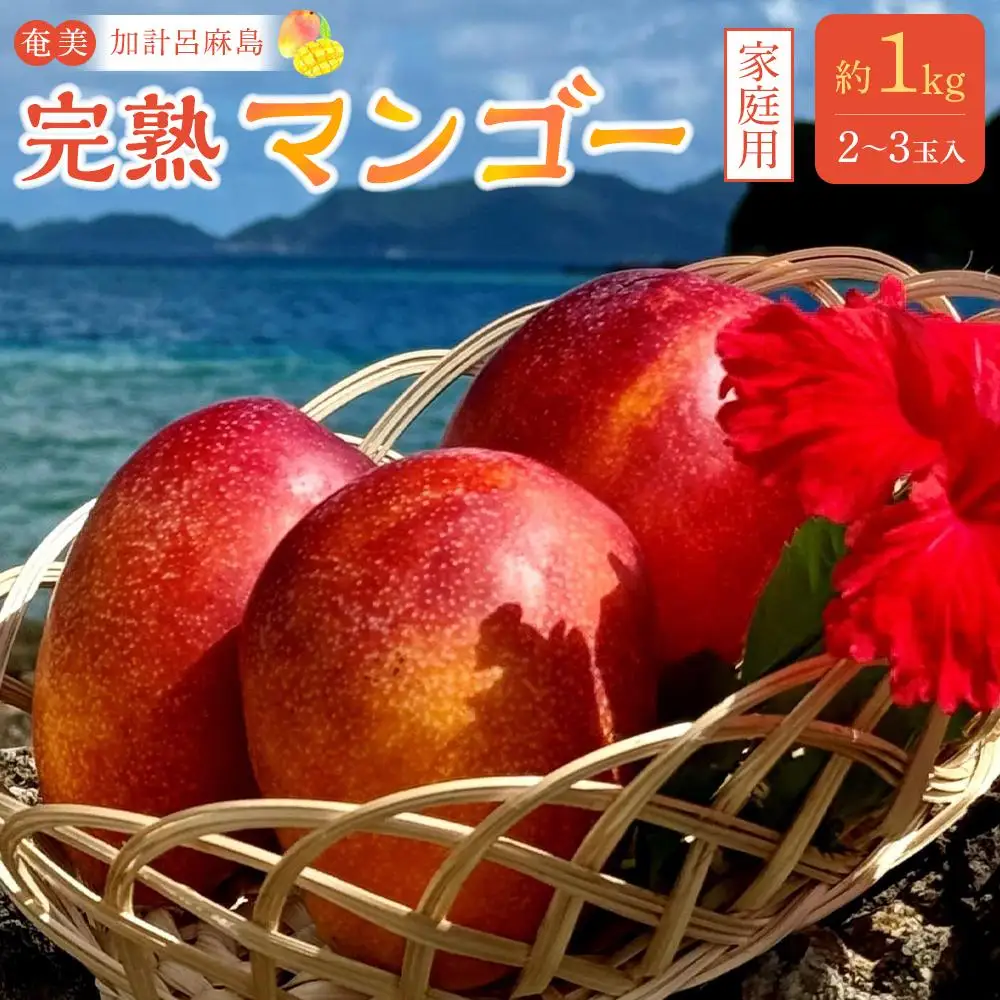 【2026年発送】奄美 加計呂麻島 完熟マンゴー 家庭用 約1kg（2～3玉入り）| マンゴー
