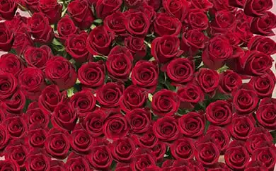 赤バラの花束 365本「あなたが毎日恋しい」※配達エリア限定【記念日に届くお花 365本 世界らん展 フラワードリームジャパンカップ 国内主要コンテスト受賞 贈り物 神奈川県 小田原市 バラ バラ】