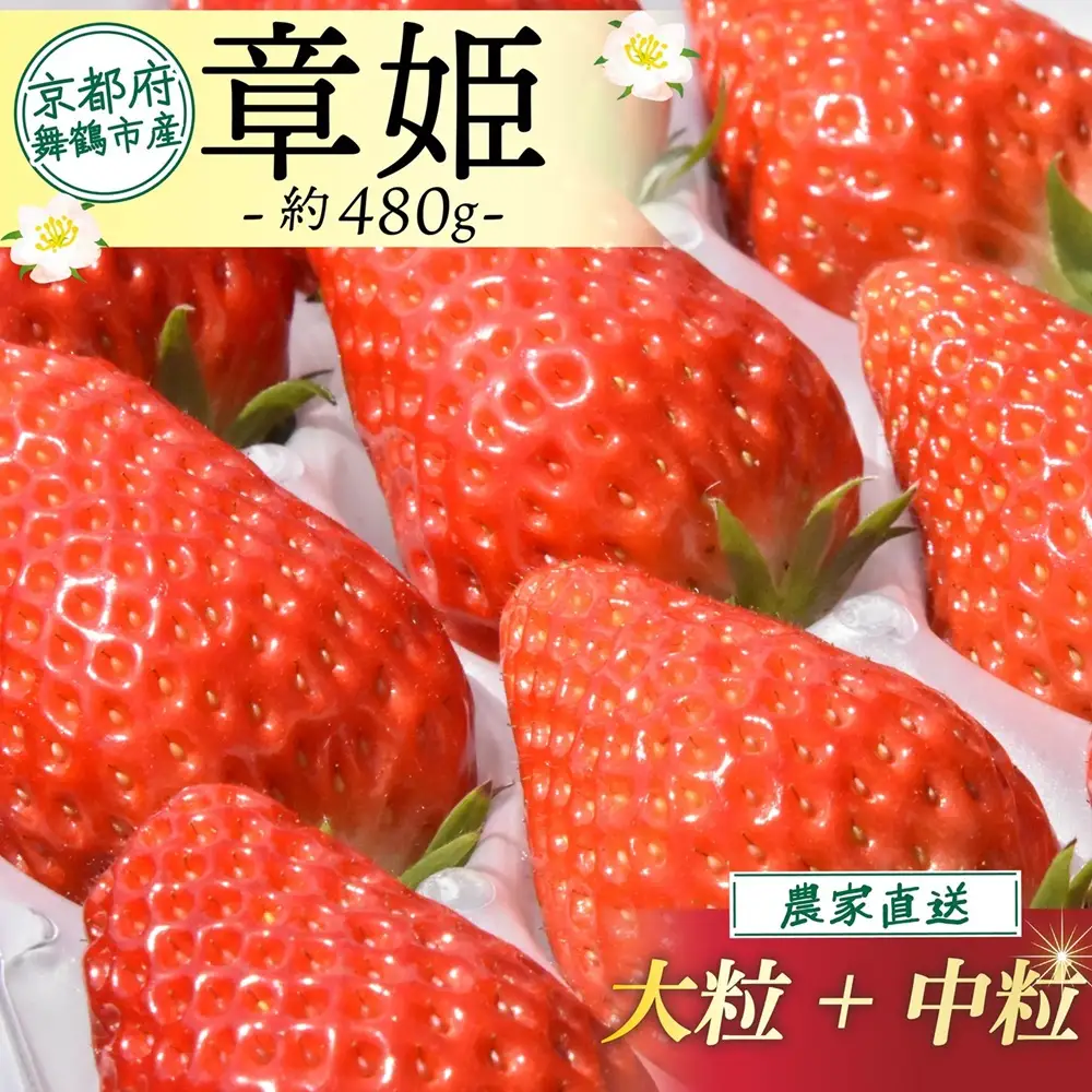 【2027年1月中旬以降発送】 いちご 章姫 (大粒+中粒) 480g前後（240g×2） イチゴ 苺 いちご