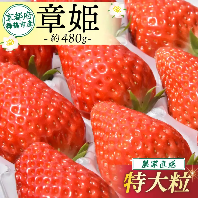 【2027年1月中旬以降発送】 いちご 章姫 (特大粒) 480g前後（240g×2） イチゴ 苺 いちご