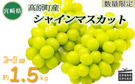 【数量限定】久保ぶどう園のシャインマスカット1.5kg（2～3房） 果汁たっぷりの美味しい種なし葡萄 　TF0780-P00005