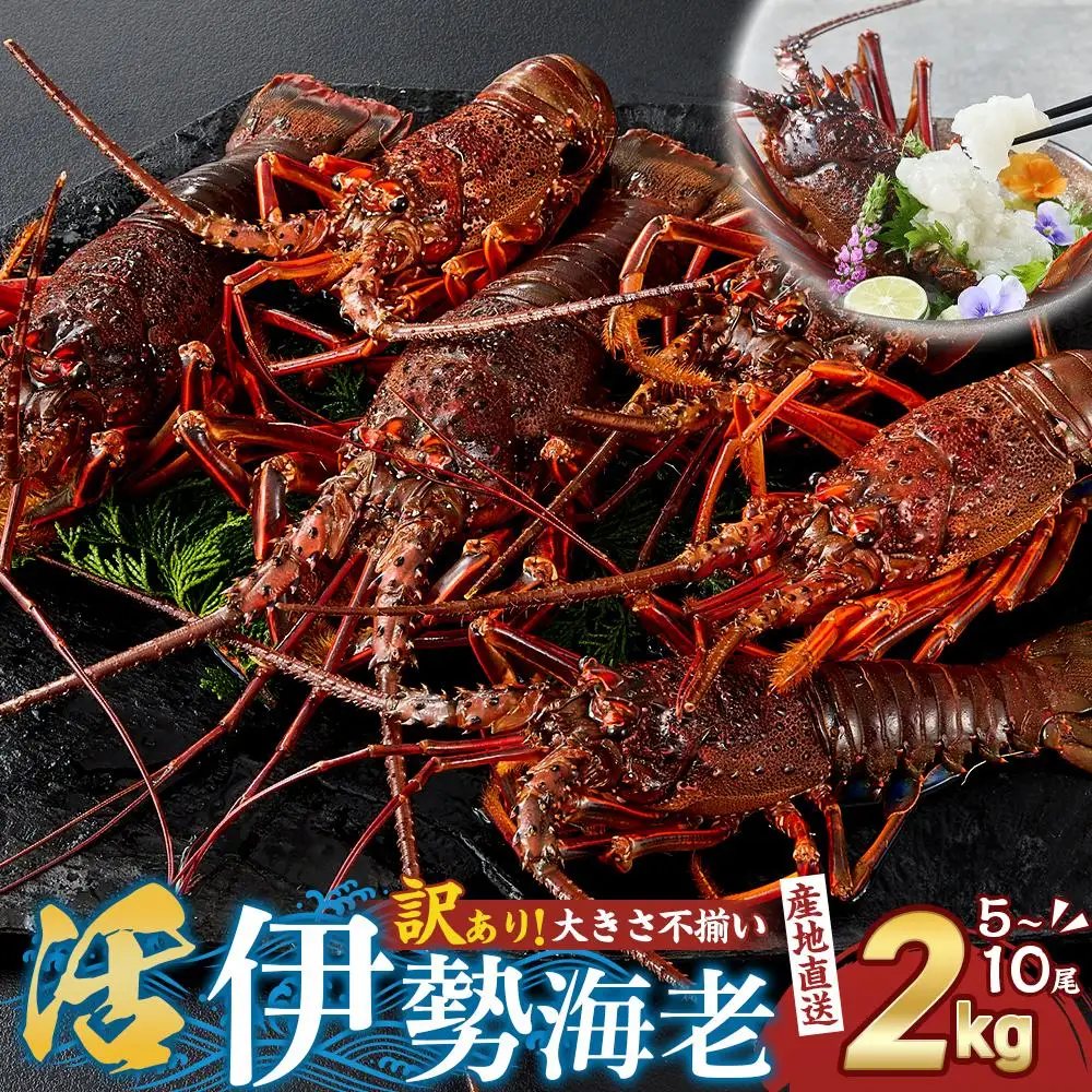 訳あり 活 伊勢海老 約2kg 伊勢海老