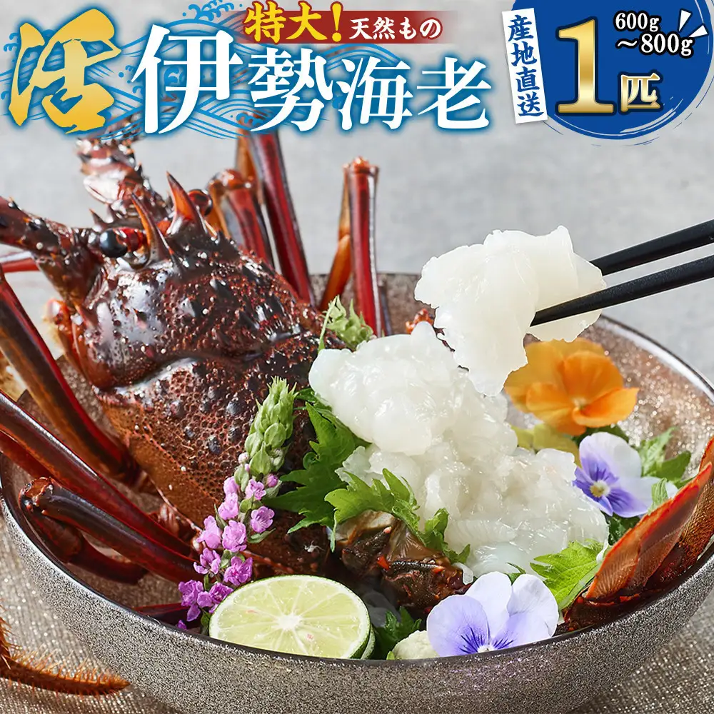 【特大】天然 活 伊勢海老 １匹（600g～800g）南紀黒潮イセエビ 年末年始 お正月 お届け可 ｜期間限定 漁師直送 海鮮 海老 とれたて 人気 高級 産地直送