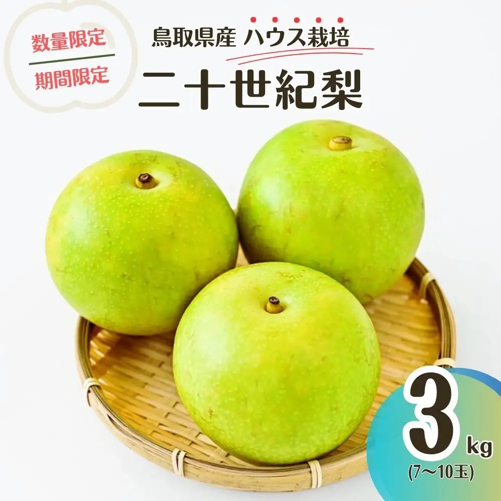 【先行予約・数量限定】ハウス二十世紀梨 3kg【鳥取県産】（生橋農園） 梨 果物 フルーツ