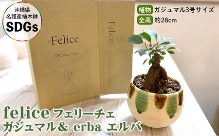 観葉植物『feliceフェリーチェ』ガジュマル＆ erba エルバ【名護産植木鉢SDGｓ】 観葉植物 やちむん 観葉植物 ガジュマル 観葉植物 インテリア 観葉植物 国産 観葉植物 陶器