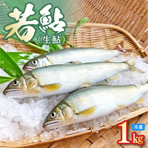 【先行予約】2026年7月上旬より発送開始　若鮎(生鮎)1㎏【冷蔵】 N070-YA3369_1