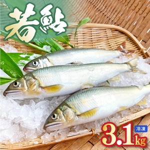 若鮎3.1㎏【冷凍】 N070-YC230_2