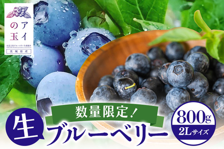 数量限定・期間限定》 【アイの玉】毎日！朝摘み生ブルーベリー(2L