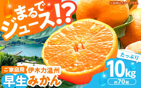 ※【2026年11月より順次発送／先行予約】伊木力温州早生みかん10kg(ご家庭用、箱入り) / みかん 温州みかん 柑橘 蜜柑 ミカン 果物 / 諫早市 / 末永果樹園 [AHBD002]