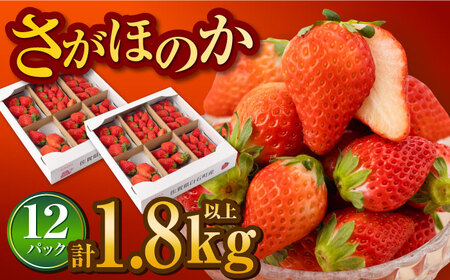 【先行予約】【2027年1月以降発送】いちご さがほのか 1.8kg / いちご [IAA038]