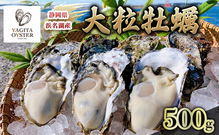 【テレビで紹介されました！】浜名湖産かき大粒むき身500g（加熱用） 牡蠣 八木田オイスター 海鮮 魚介 国産 浜名湖産 生牡蠣 焼き牡蠣 蒸し牡蠣 冷蔵 産地直送