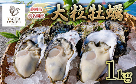 【テレビで紹介されました！】浜名湖産かき大粒むき身1kg（加熱用） 牡蠣 八木田オイスター 海鮮 魚介 国産 浜名湖産 生牡蠣 焼き牡蠣 蒸し牡蠣 冷蔵 産地直送