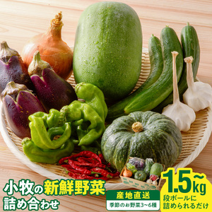 ネオコスモ農園で採れた小牧の野菜詰め合わせ[124N01]  新鮮 産地直送 採れたて 旬野菜 おまかせ野菜 季節野菜 詰合せ 詰め合わせ 盛り合わせ たっぷり野菜 野菜セット 大容量野菜 トマト ナス ピーマン かぼちゃ 冬瓜 ショウガ ネギ にんにく じゃがいも さつまいも 玉ねぎ など