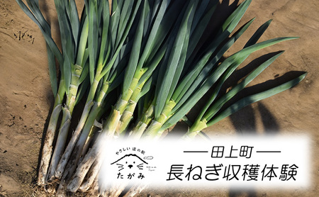 長ねぎ収穫体験