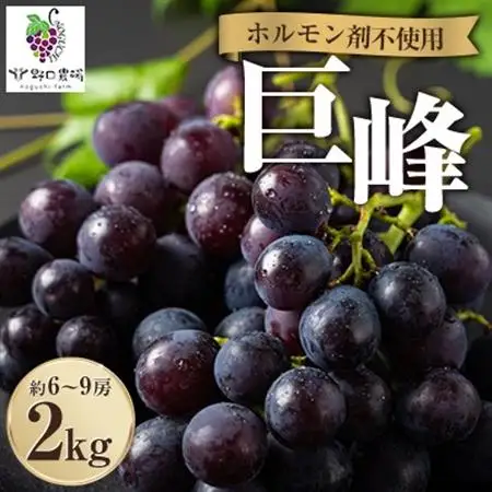 福岡県産　巨峰　2kg(野口農場)_果物・フルーツ ぶどう・マスカット  ブドウ 葡萄 _【配送不可地域：離島】【1526875】