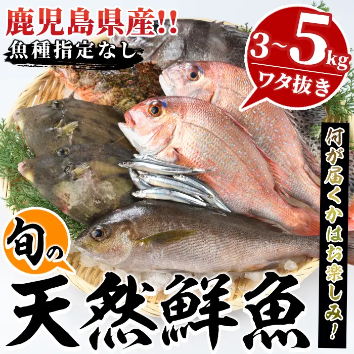 旬の天然鮮魚BOX(3～5kg) 国産 刺身 魚貝 魚介 鮮魚 海産物 天然物 煮つけ 焼き魚【さるがく水産】akn028-30