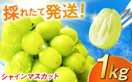 【2026年発送 先行予約】シャインマスカット 1kg / 佐賀県 / リフルット株式会社 [41ABAA011]
