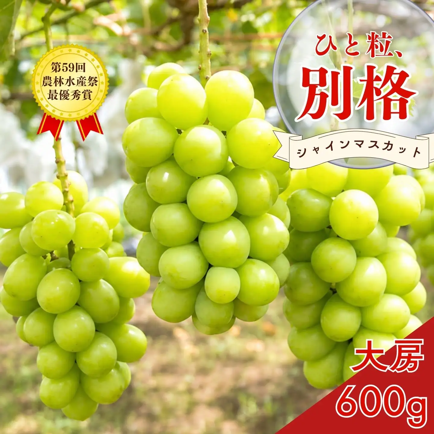大房シャインマスカット 1房 約600g [2026年発送分] 令和8年産 シャインマスカット 新潟県三条市 果物 こひなた果樹園]