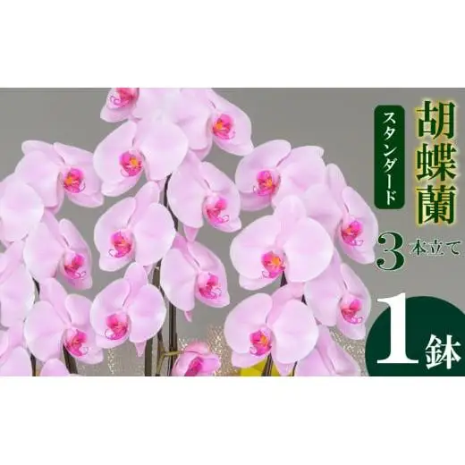 【 胡蝶蘭 】 胡蝶蘭3本ピンク