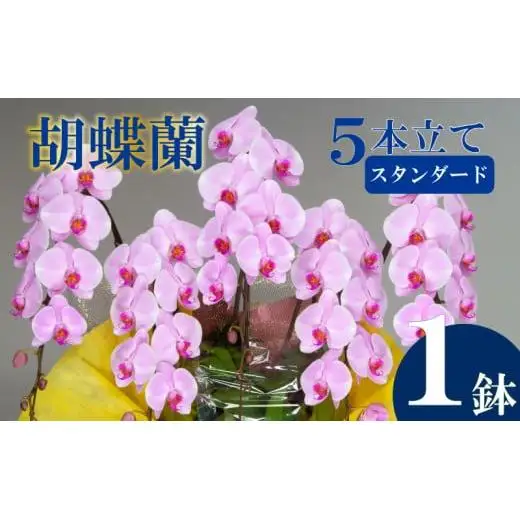 胡蝶蘭 5本立て ピンク スタンダード
