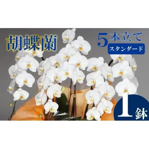 胡蝶蘭 5本立て 白 スタンダード