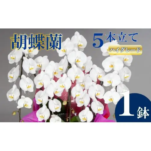 胡蝶蘭 5本立て 白 ハイグレード