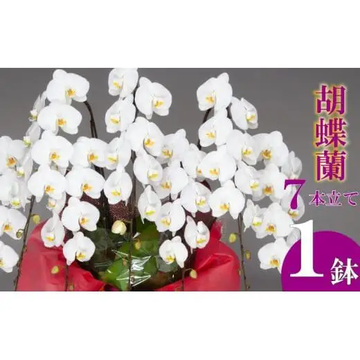 胡蝶蘭 7本立て 白