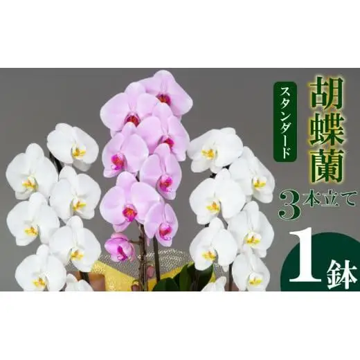 【 胡蝶蘭 】 胡蝶蘭3本 紅白